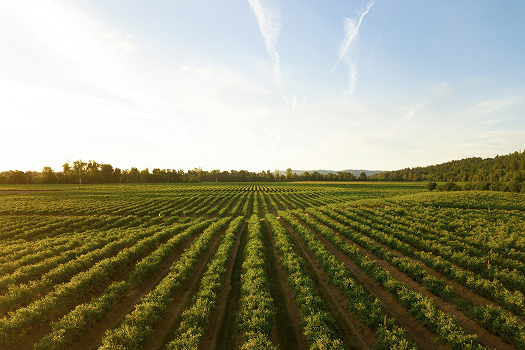 Agriculture